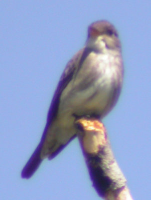 Olive-sided Flycatcher, Oglethorpe County, GA 5/7/2007