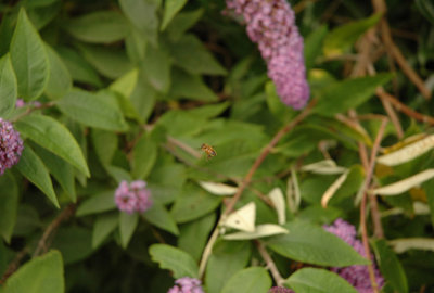 Edinburgh Butterfly and Insect World
