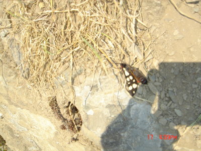 New Butterfly on trail to Vernazza