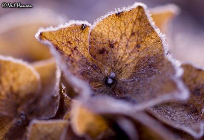 Petal Frost