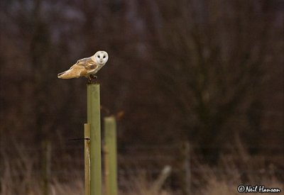 Barn Owl