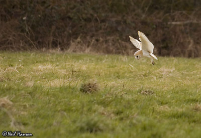 Barn Owl