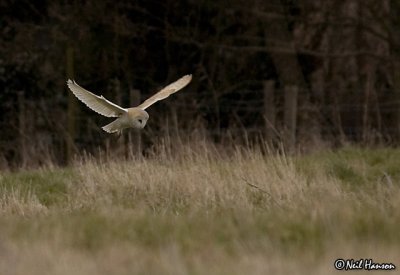 Barn Owl