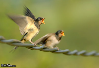 Swallows