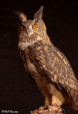 gallery: Owls