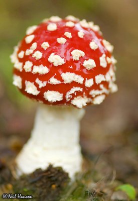 gallery: Funky Fungi