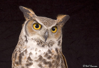 Great Horned Owl