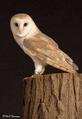 Barn Owl