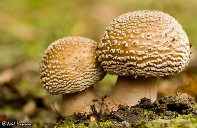 Fly Agaric 9