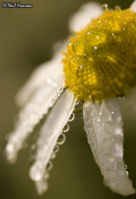 Sunshine & Showers