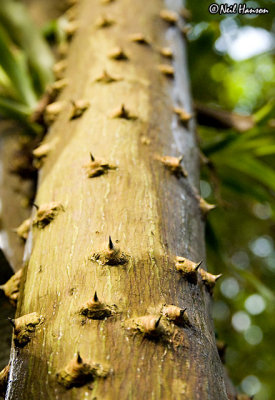 Tree of Spikes