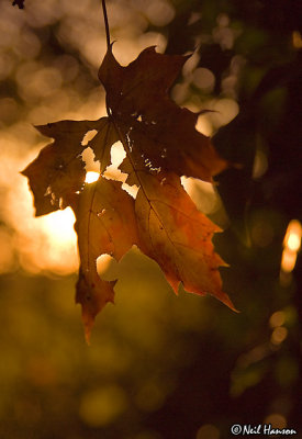 Ready to Fall