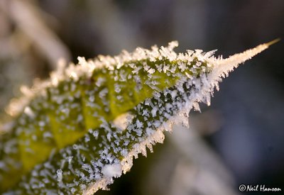 Ice Spike