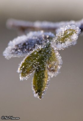 Leaf Frost