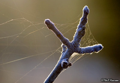 Cross of Frost