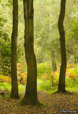 If you go down in the woods today.......
