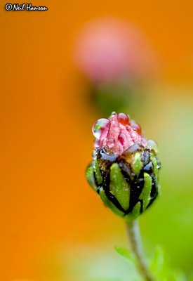 Bud