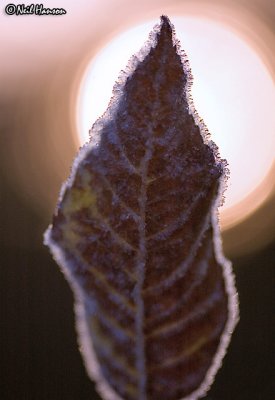 Frosted