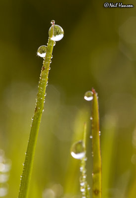 Dew