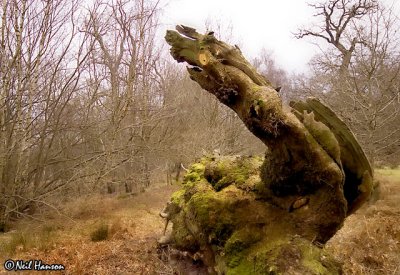 Monster  or Fallen Tree?