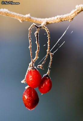 'Sugar Frosted' Winter Berries