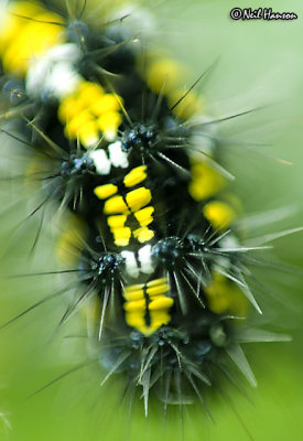 Caterpillar Detail