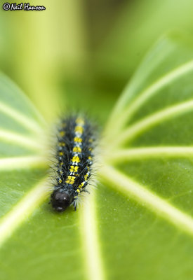 Caterpillar