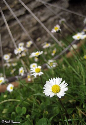 Daisy Wheels