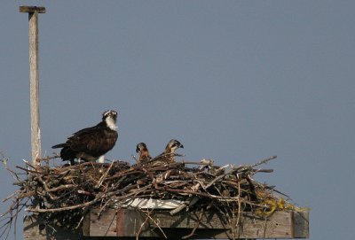 WHB nest 2007