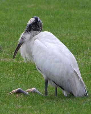 Wood Stork Sitting on grass