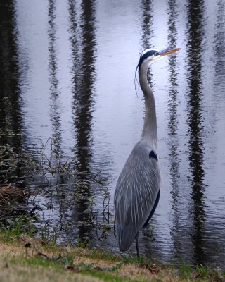 Great Blue Heron Full Sun City Hilton Head