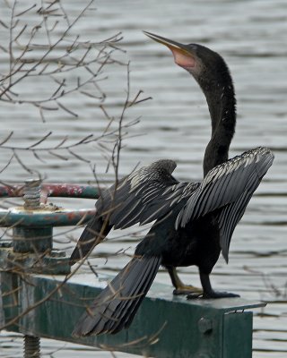 Anhinga on steel Sun City Hilton Head