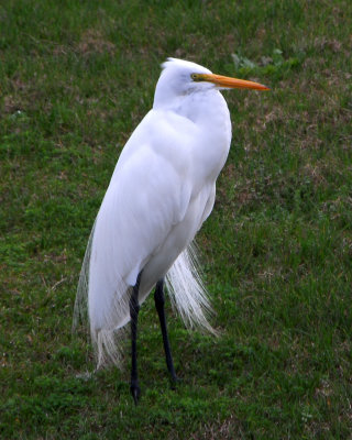 Egret in wind