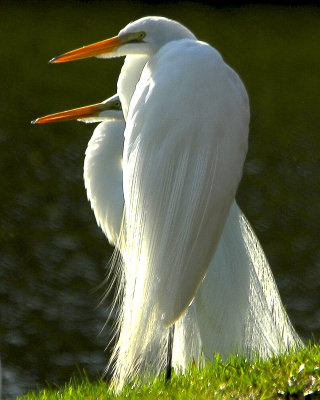 Egrets with Plumage
