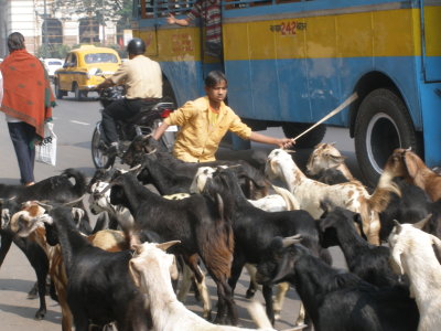 Herding goats, near Chowringhee, lunchtime