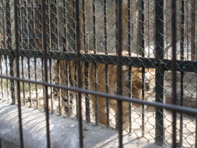 Tiger, Kolkata zoo