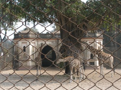 Giraffes and Mughal folly, Kolkata zoo