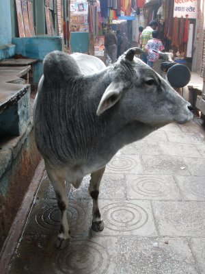 Cow, old quarter