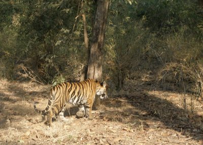 Tiger no. 1 (c)