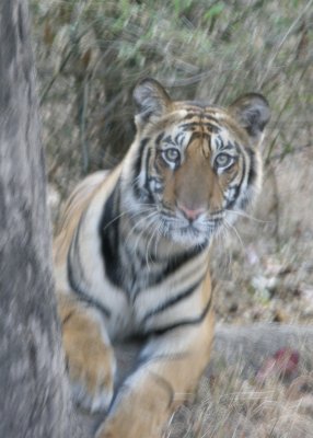 Tiger no. 2 (b)