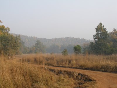 Road inside park