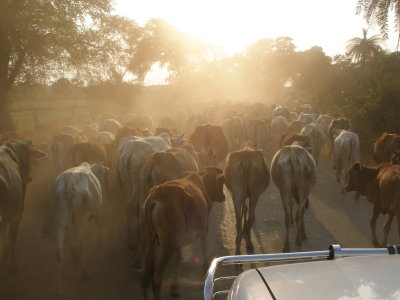 Cows going home