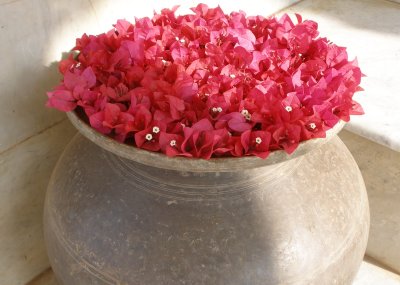 Bougainvillaea blooms, Kawardha palace