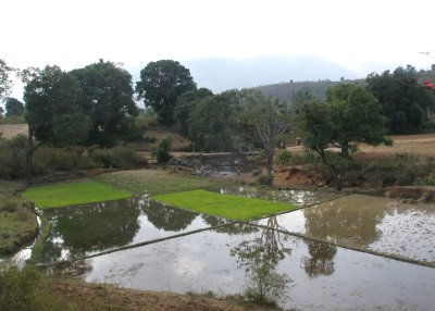 Irrigated fields
