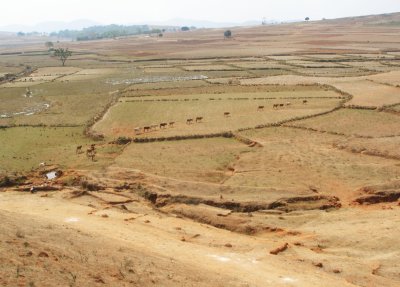 Cows cross Deccan Plateau