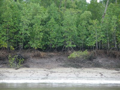Mangrove-lined bank of channel en route to Port Klang