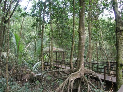 Walkway, mangrove forest, Kuantan River