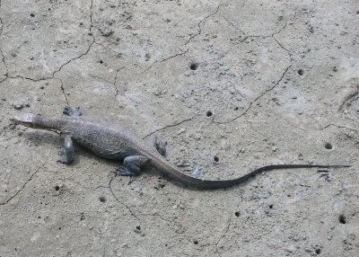 Monitor lizard seen from bridge, Chinatown