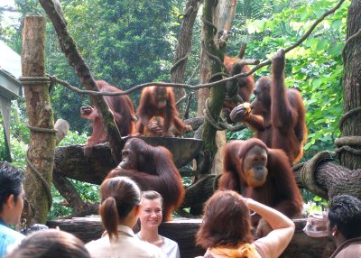 Meeting the locals, Singapore Zoo