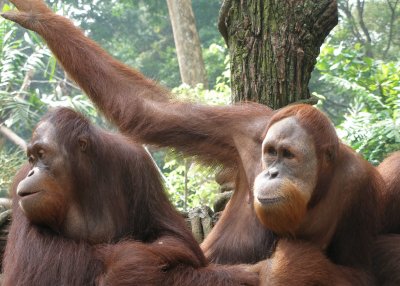 Orang-utangs surveying visitors, Singapore Zoo